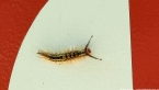 Tussock Moth Larva