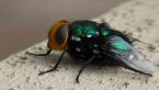 Green Blowfly