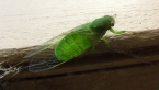 Lesser Bottle Cicada