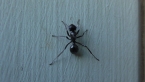 Worker Ant