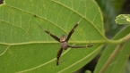 Male St Andrew's Cross Spider