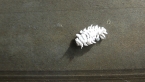 Mealybug Ladybird Larva