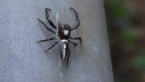 Male Jumping Spider