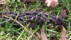 Procession of Spitfire Sawfly Larvae