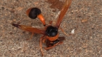 Orange-tailed Potter Wasp
