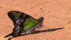 Macleay's Swallow-tail Butterfly