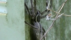 Grey Huntsman Spider