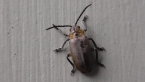 Fig Beetle