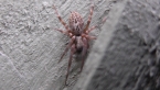 Brown House Spider