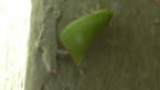 Green Planthopper