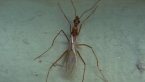 Spider Ant