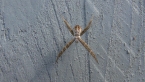Juvenile St Andrew's Cross Spider