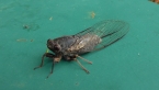 Red Tree-ticker Cicada