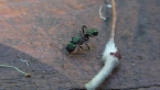 Green-head Ant