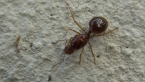 Funnel Ant Queen
