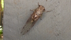 Brown Bunyip Cicada