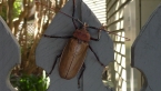 Poinciana Longicorn Beetle