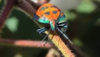Cotton Harlequin Bug