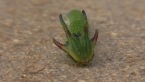 Tailed Emperor Caterpillar