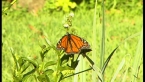 Wanderer Butterfly