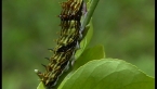 Orchard Swallow-tail Caterpillar
