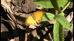 Australian Leafwing Butterfly