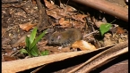 Fawn-footed Melomys