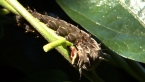 Richmond Birdwing Larva