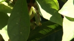 Mantis Feeding