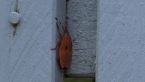 Bronze Orange Bug Nymph