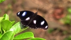 Varied Eggfly Butterfly