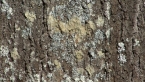 Lichen on Tree 1