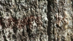 Lichen on Tree 2