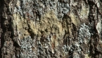 Lichen on Tree 3