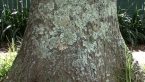 Lichen on Tree 6