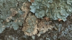 Lichen on Tree 4