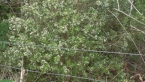 Tamborine Mountain Zieria