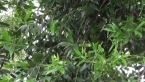 Queensland Kauri Pine