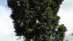 Queensland Kauri Pine
