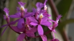 Mauve Crucifix Orchid