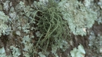 Lichen on Tree 5 - Fruticose Lichen