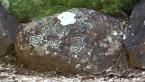Lichens on Rock 1