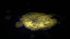 UV  Crustose Lichen on Rock