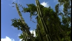 Columnar Cactus