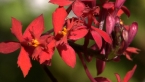 Red Crucifix Orchid