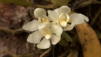 Orange Blossom Orchid