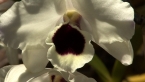 Noble Dendrobium