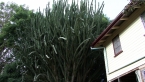 Tree-like Cactus