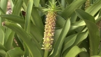 Pineapple Lily