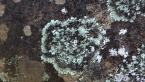 Lichens on Rock 2